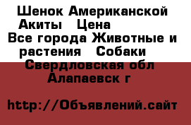 Шенок Американской Акиты › Цена ­ 35 000 - Все города Животные и растения » Собаки   . Свердловская обл.,Алапаевск г.